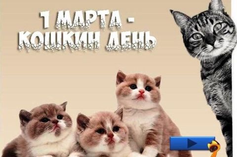 Кошки на  книжной обложке