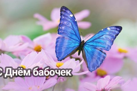 Бабочки-краски лета